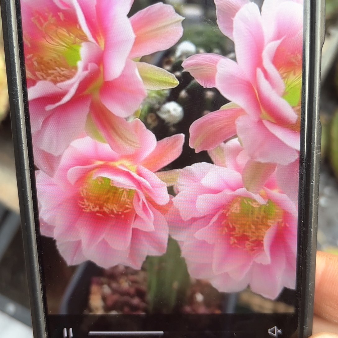 0711丽丽花20包邮侧牙仙人球