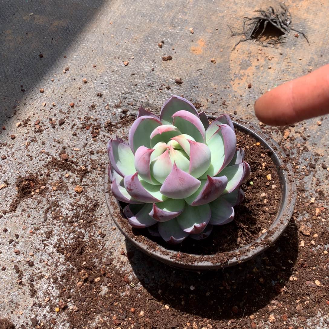 你要吃就不要管他们哈好