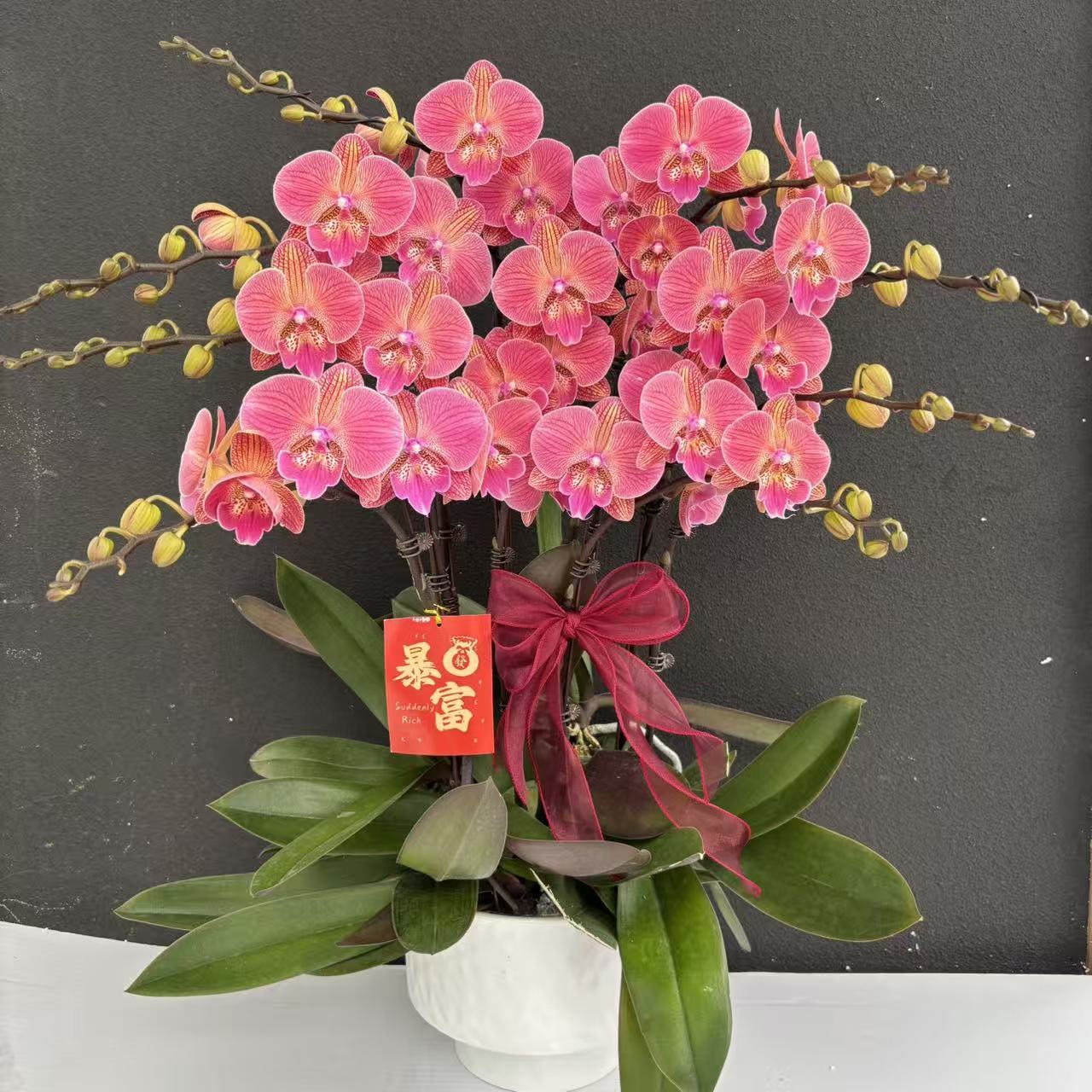 （聚宝橘子）蝴蝶兰花卉鲜花高级盆栽观花花卉