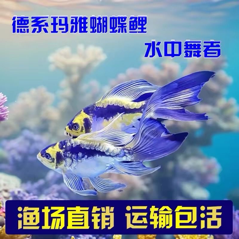 德系玛雅蝴蝶鲤普身冷水观赏鱼大鳍大尾好养耐活淡水鱼熊猫