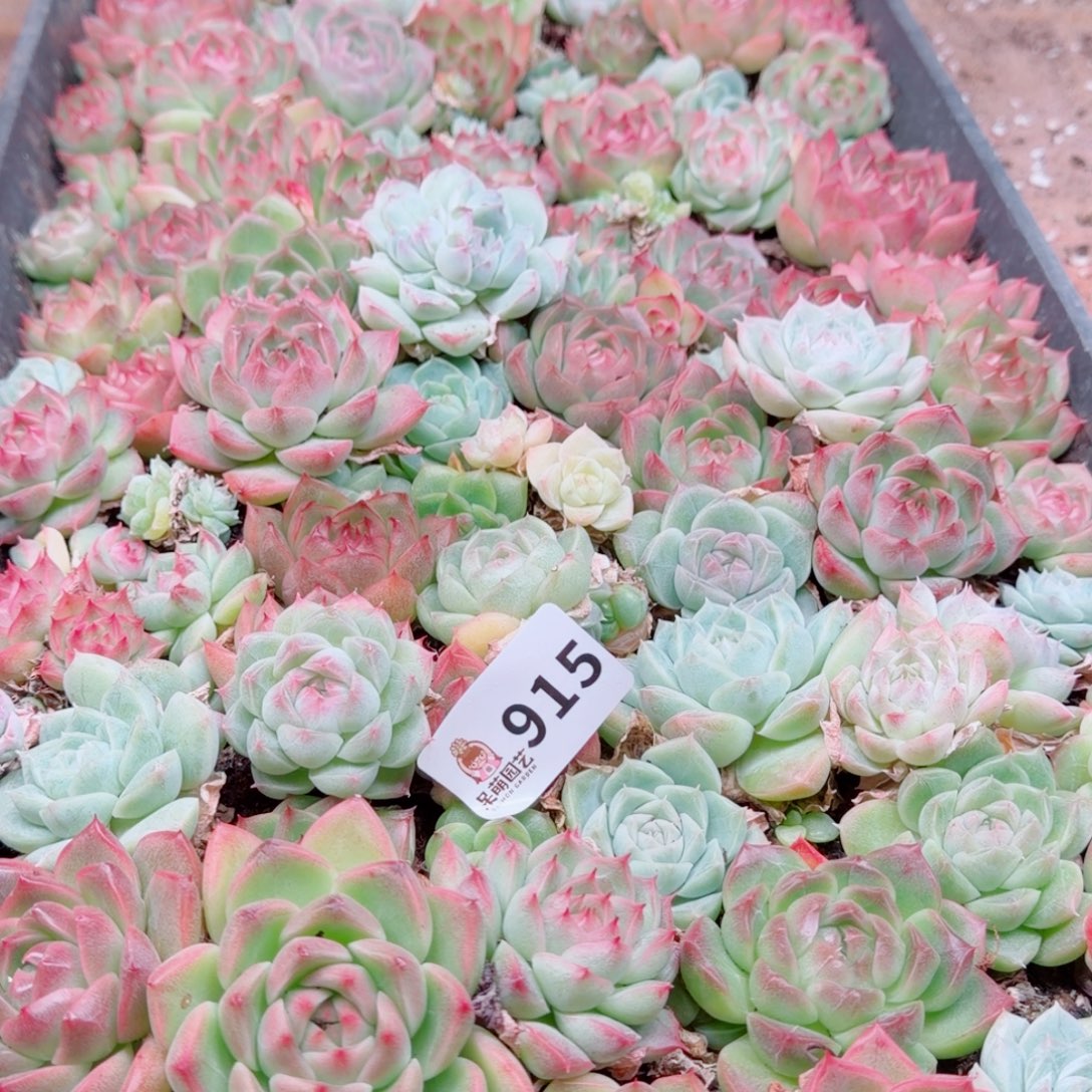 九****多肉植物多肉植物