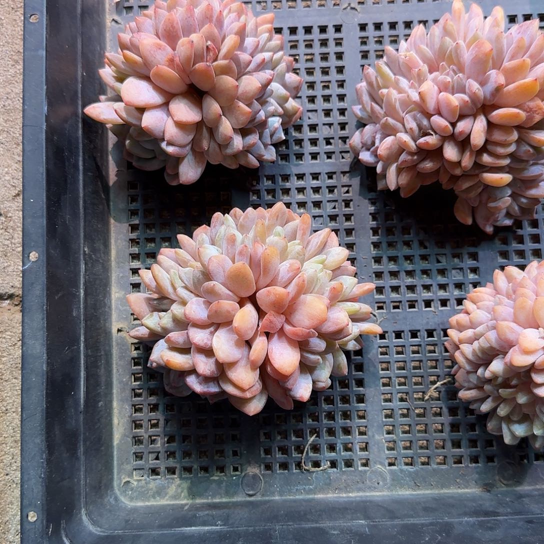 美***⁹橙梦露缀化一颗脱土发货