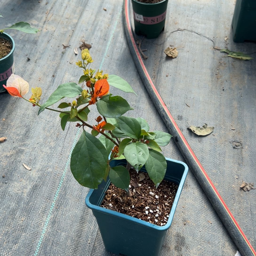 无花朵3781定向口红一个