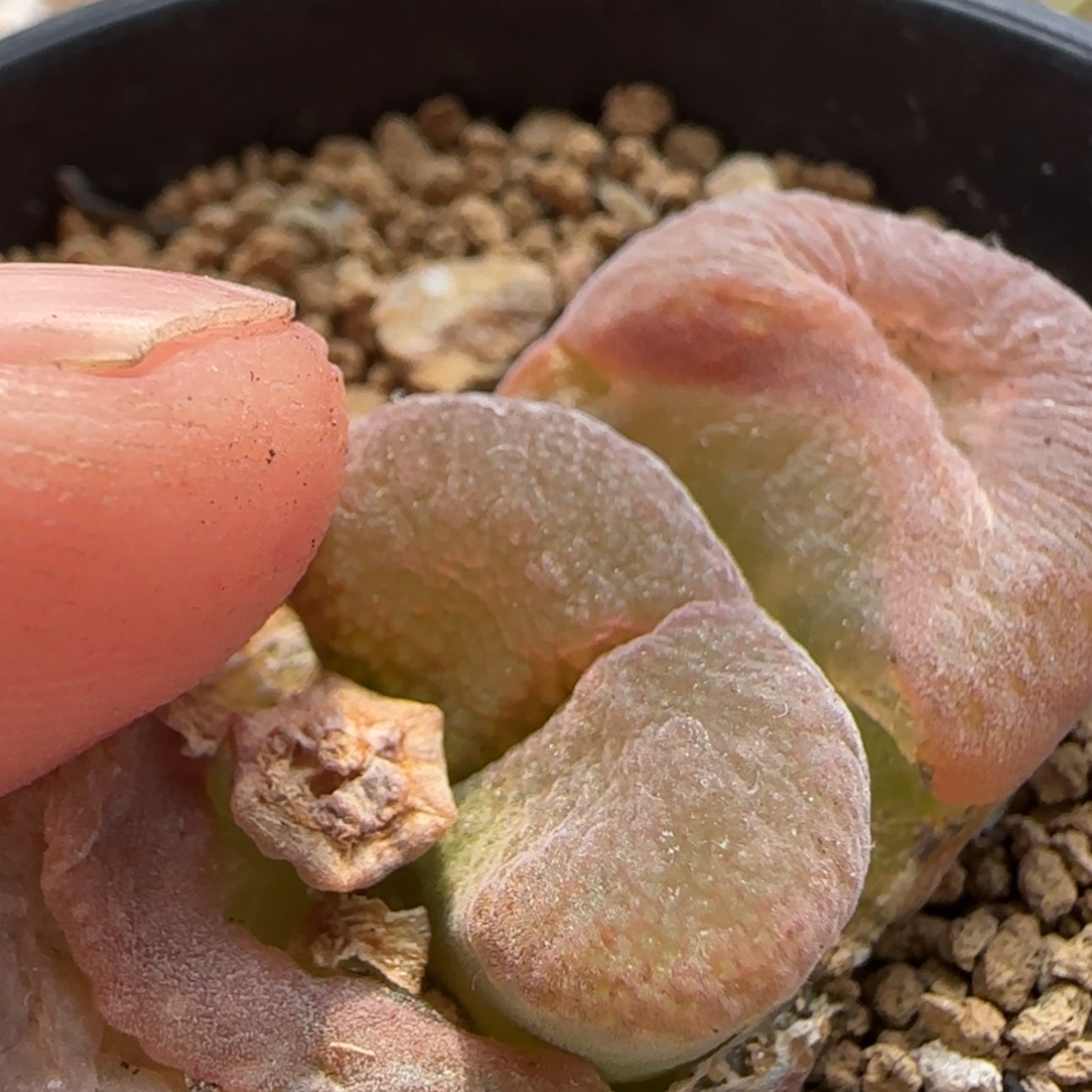 【闪购商品】8970      