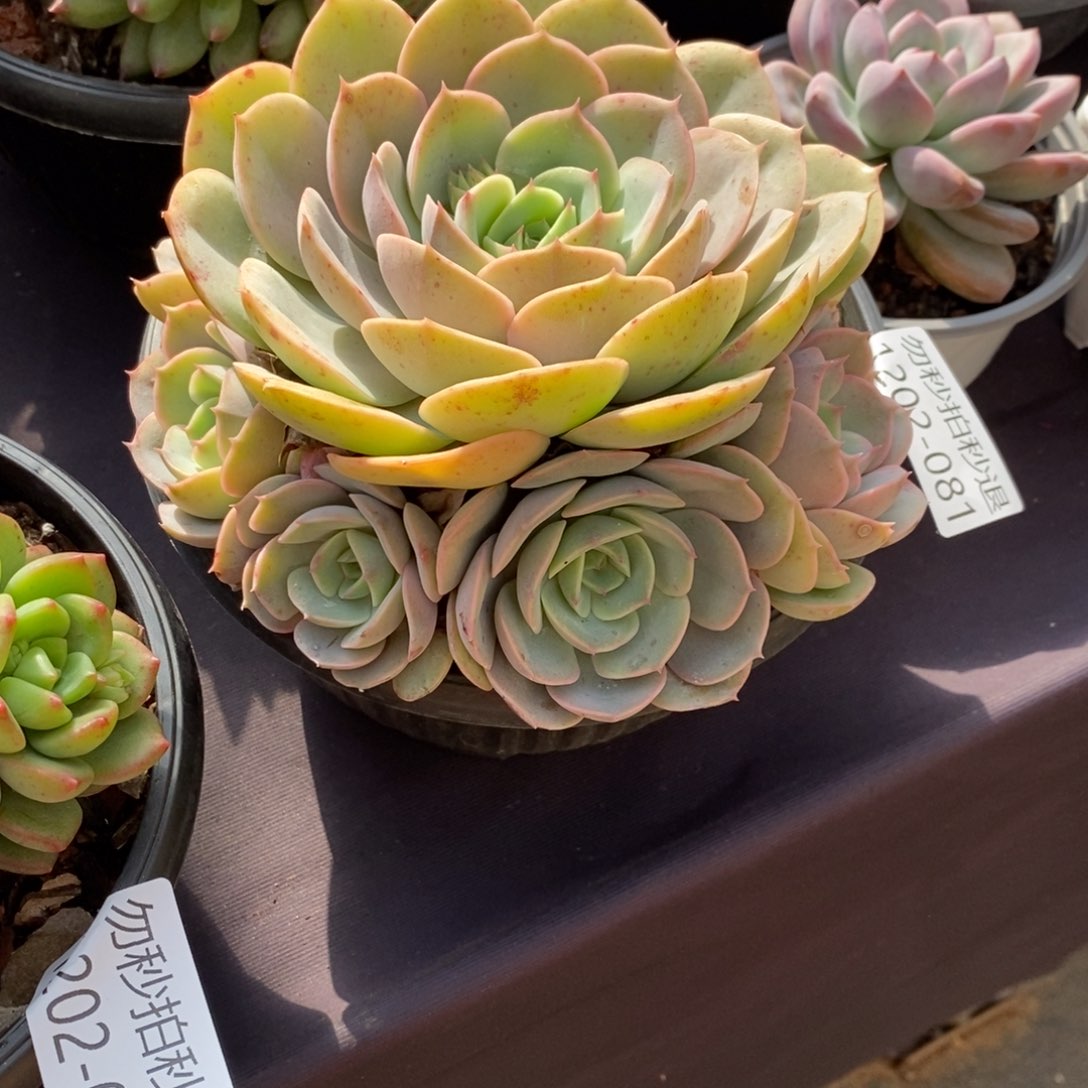 两单包邮1202-81蓝色苍鹭