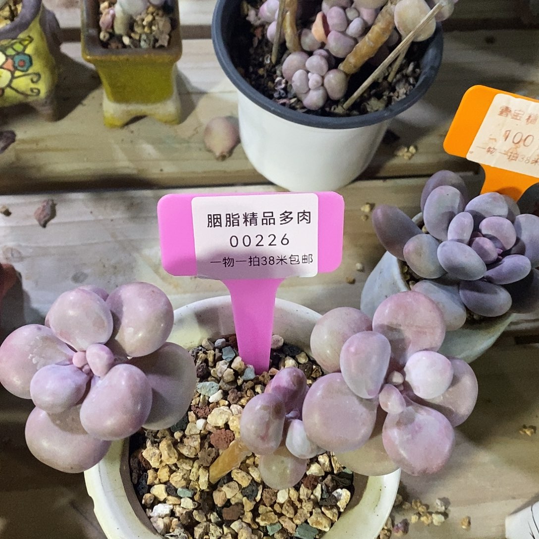 00226咯图啦咯土蜗牛