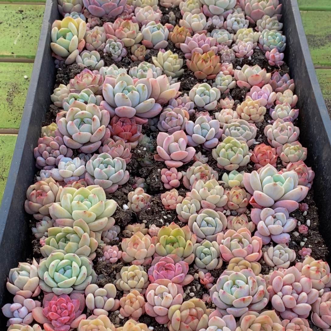 103多肉植物保护研究所所长的