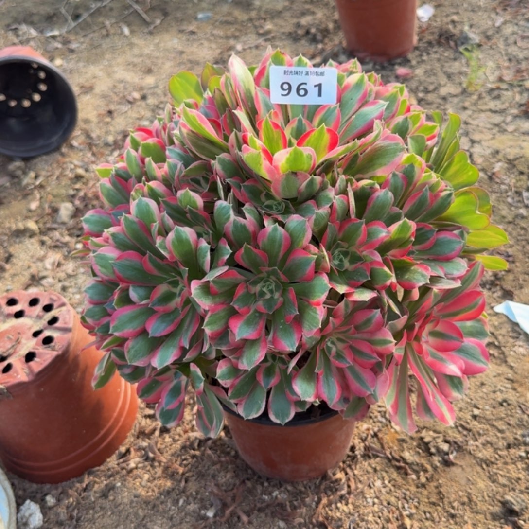 961妖月。多肉植物