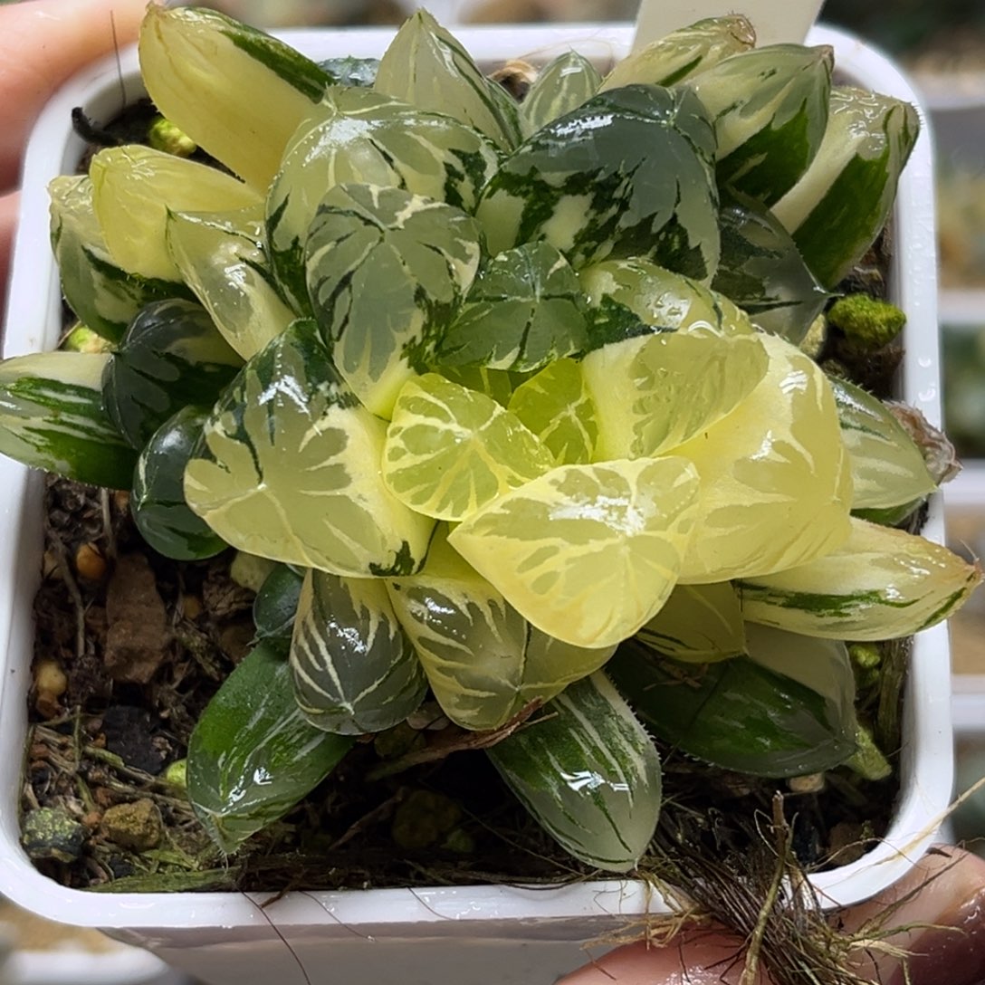 41巨大化水晶灯玉露锦带仔福利专场