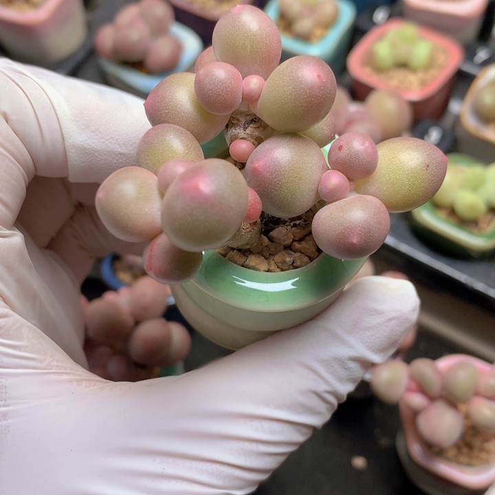 顽***主汉堡奶酪 一物一拍