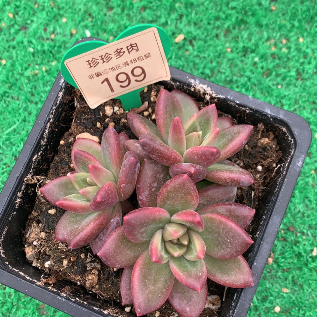 迷雾泡泡无砍平头199