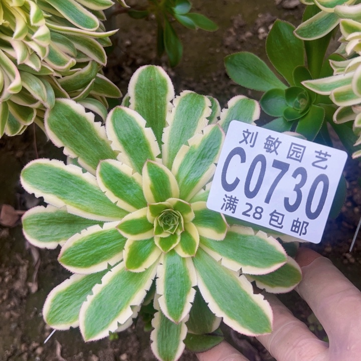 冰魄多肉植物无根法师0730