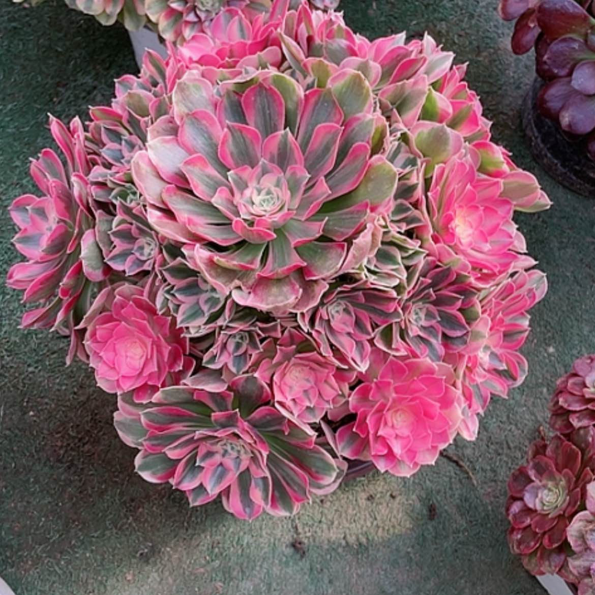 【闪购商品】法师好看也好养男神