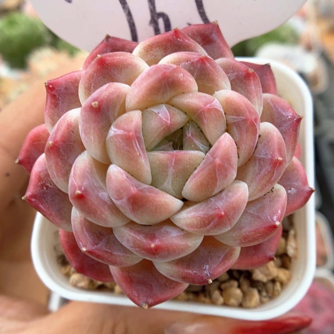 巧克力冰魄可拍765号。