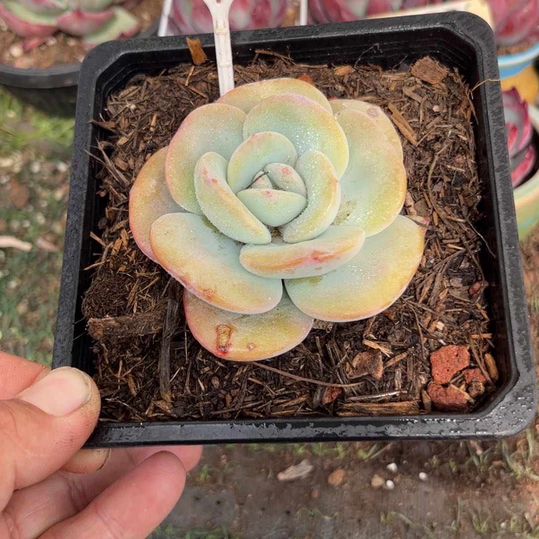 奶茶多肉植物620好多肉