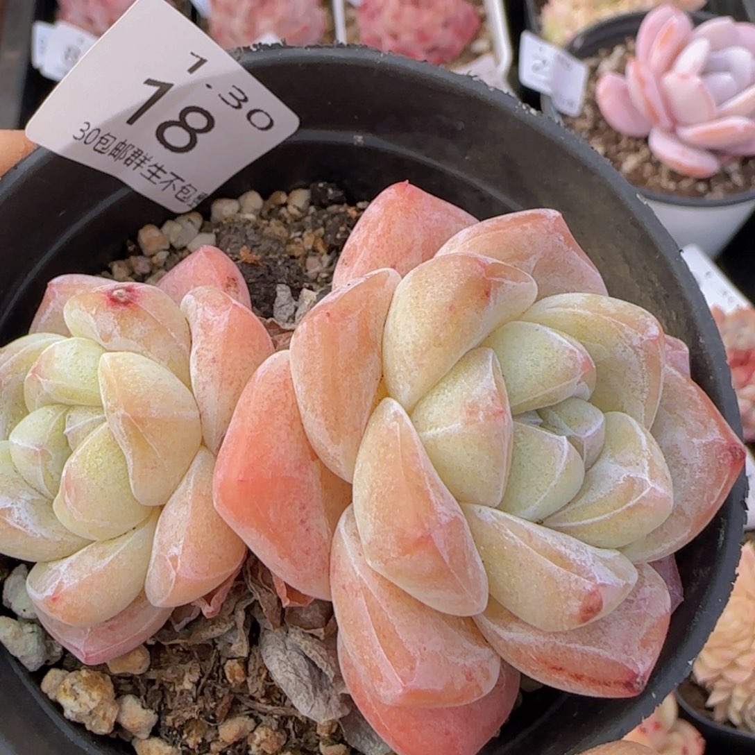 冰玉双头老桩一颗脱土