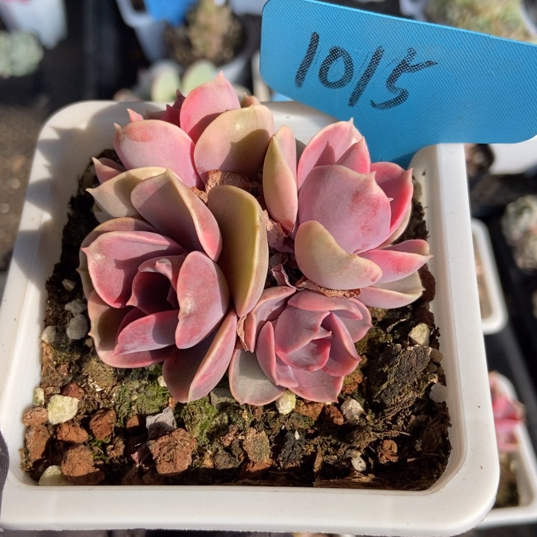 1015彩虹多肉植物保护