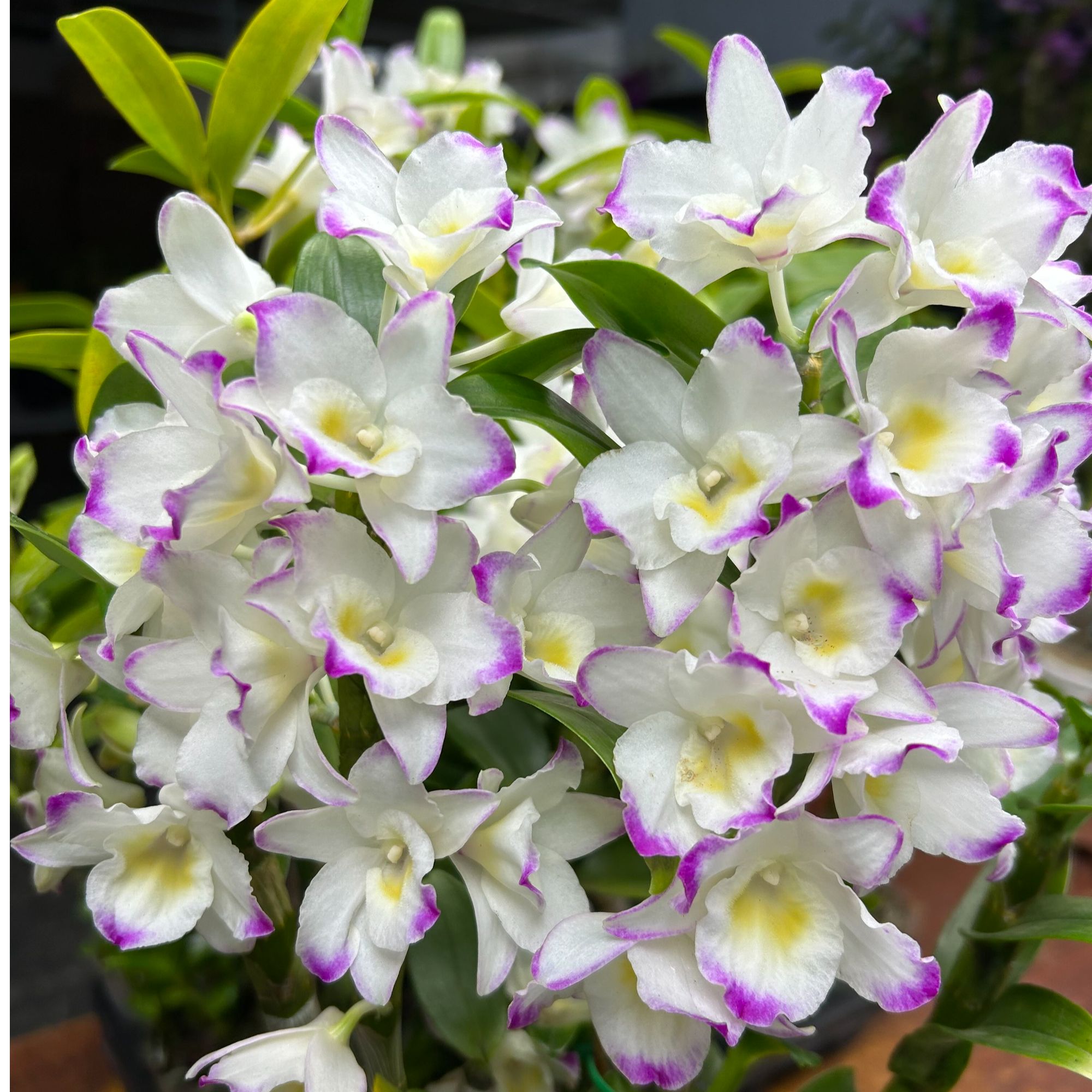 【甜心公主】春石斛兰 5-7开花条 高品质条子粗壮好看好养