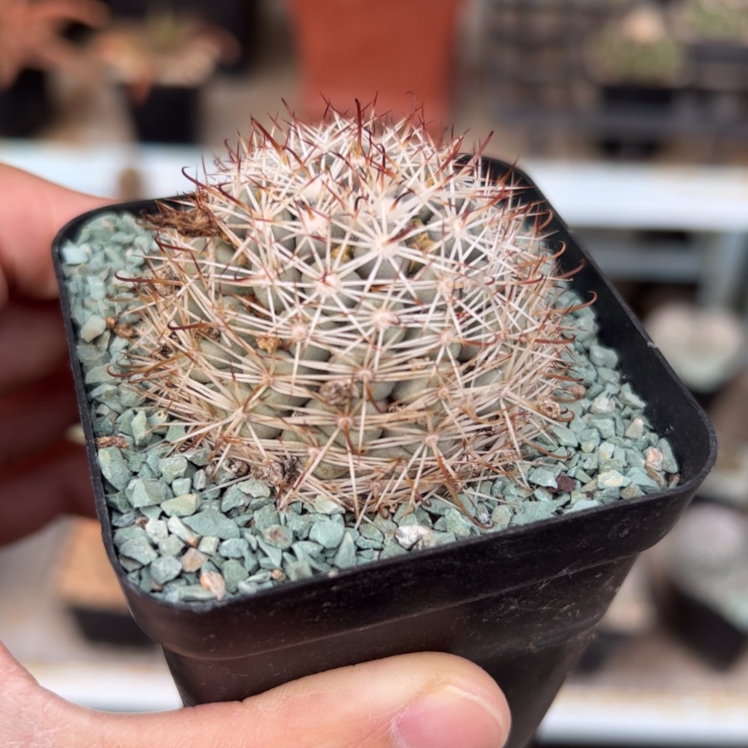 实生蓬莱宫 脱土发货 