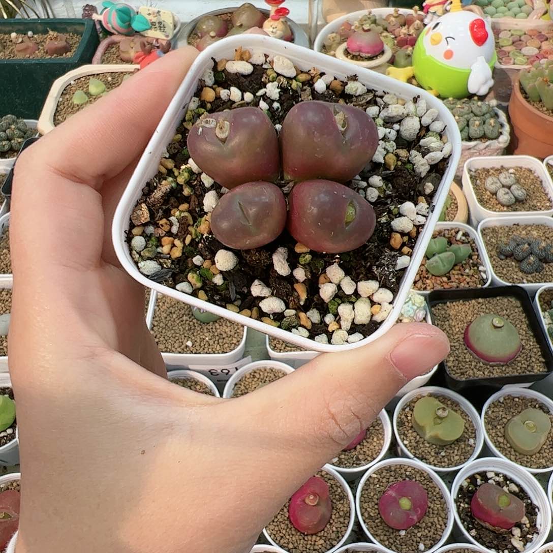 【闪购商品】300 特选变异