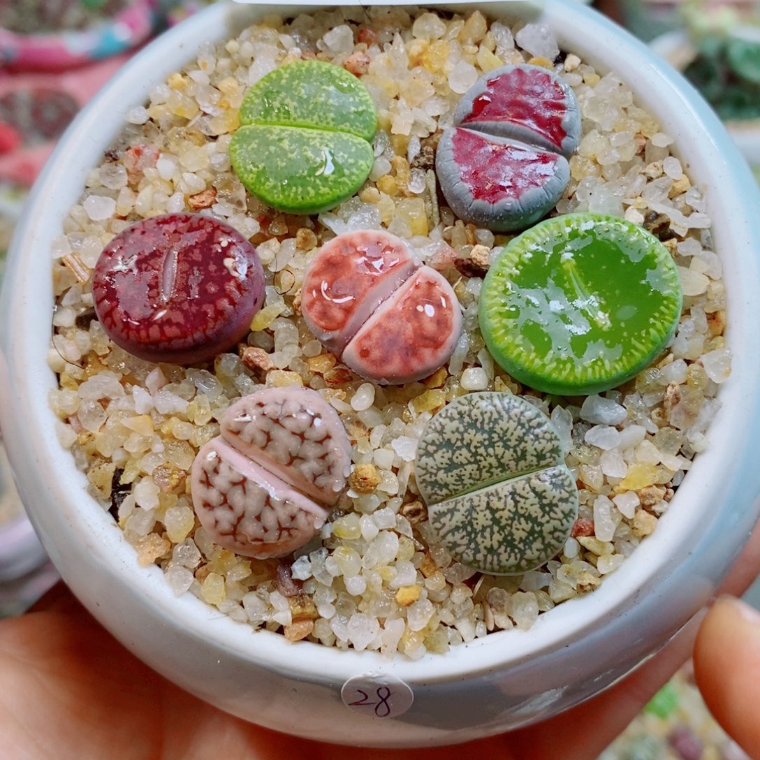 生石花花花花花花花873