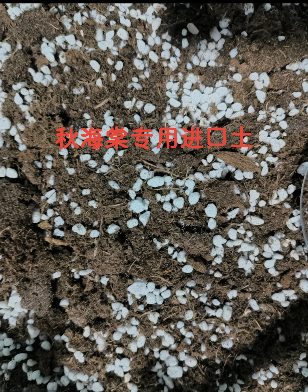 秋海棠专用进口土泥炭土耳环腐叶土君子兰