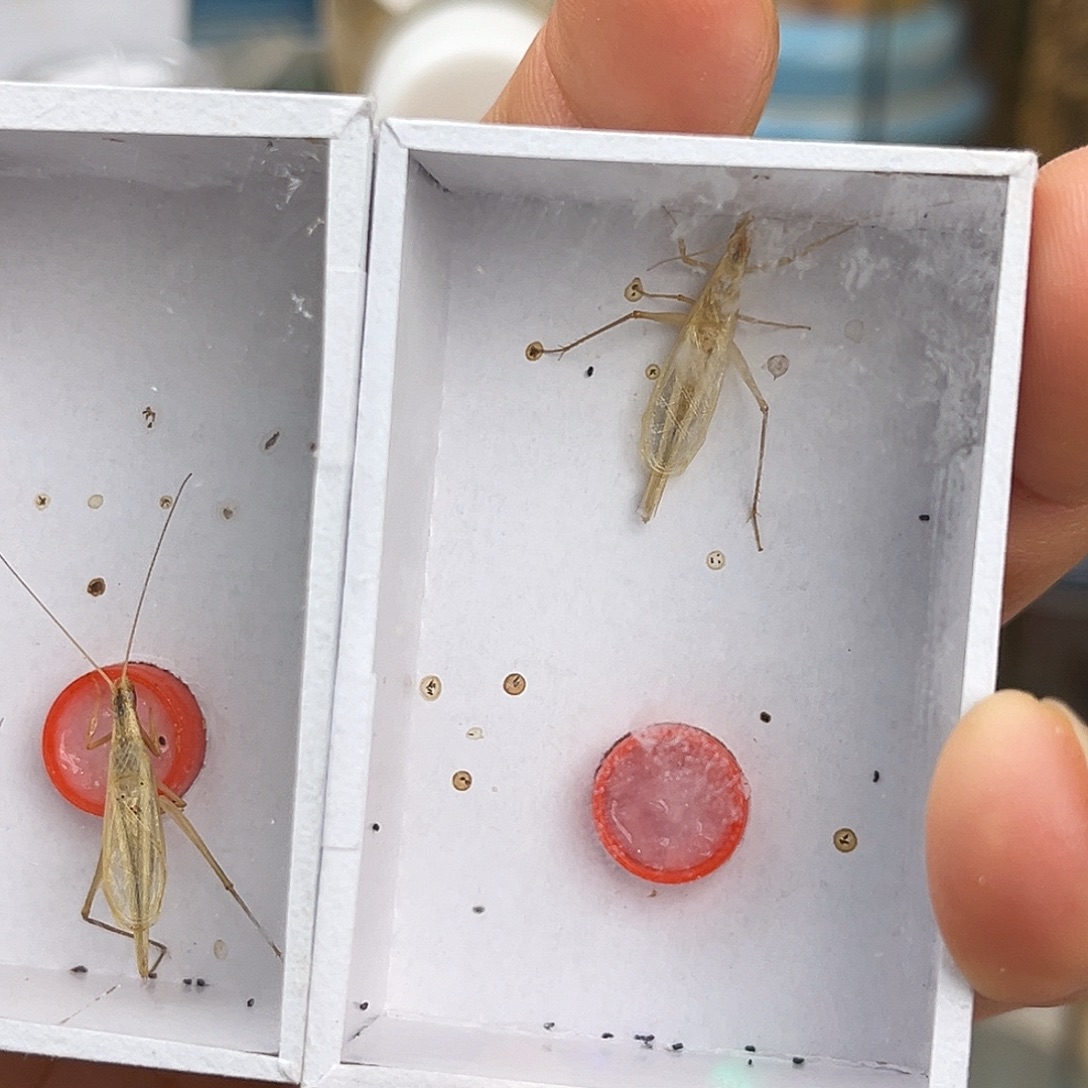 太***鸟2条柬竹哈哈哈哈哈