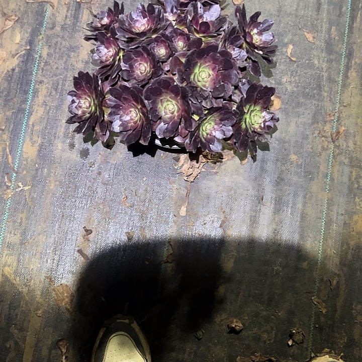 一单包邮不包侧枝105