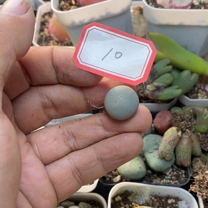 8***5556565698999999888888