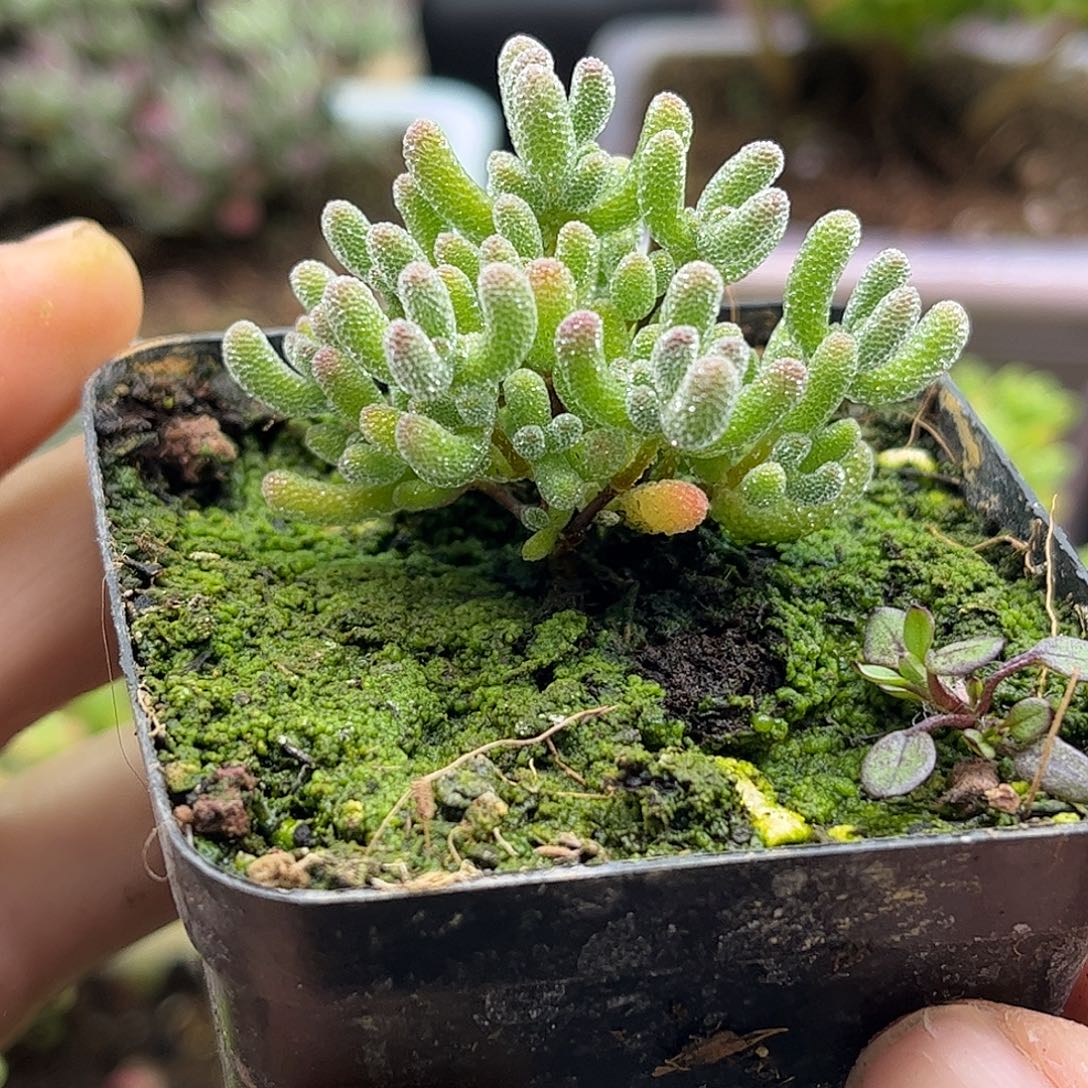 15实生冰晶优选枝干番杏