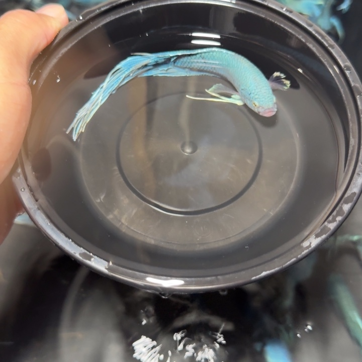 小***子斗鱼直播间对图无纹蓝33