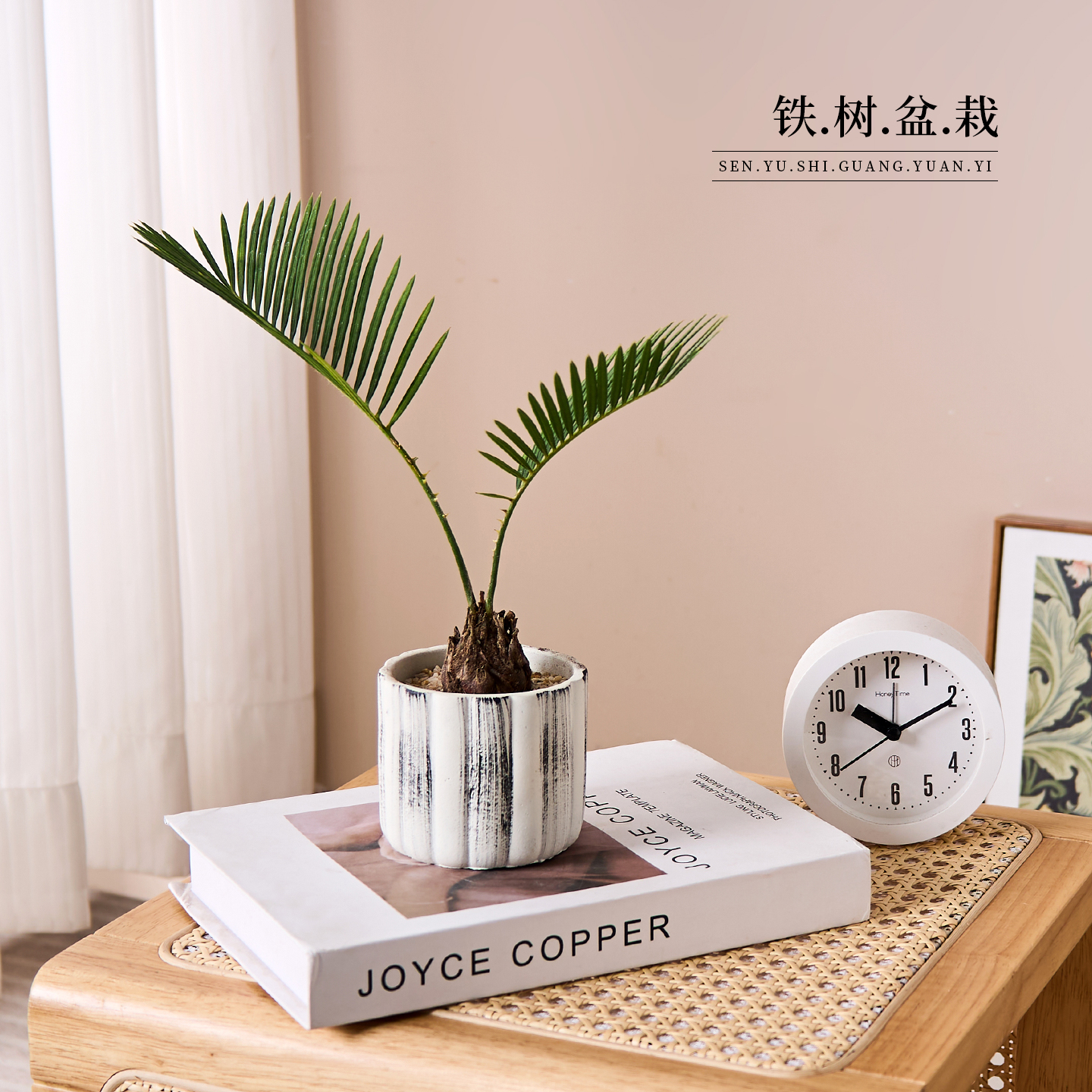 【加油！老铁】铁树盆栽小盆景办公室内桌面绿植耐旱四季好养植物