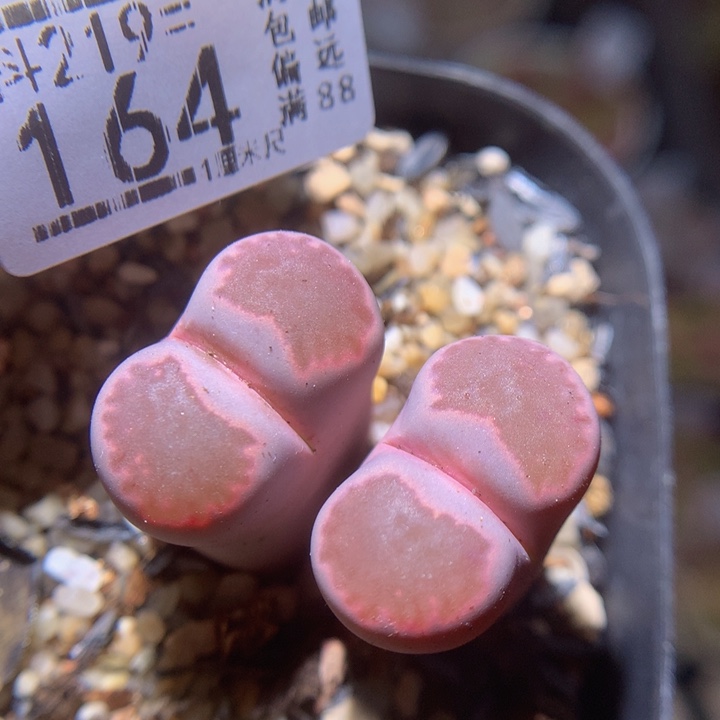 精品生石花219.164高特