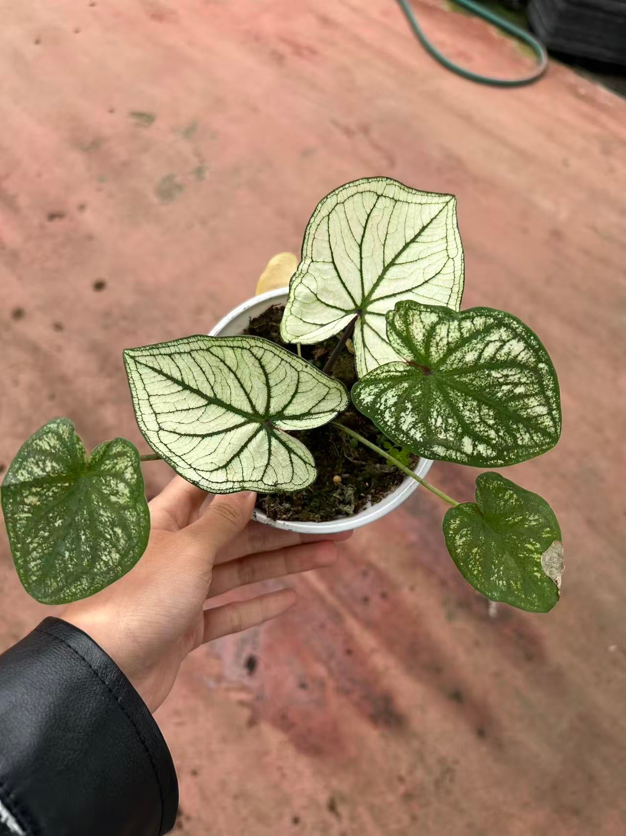 【老板卖花记】彩叶芋 蜜桃