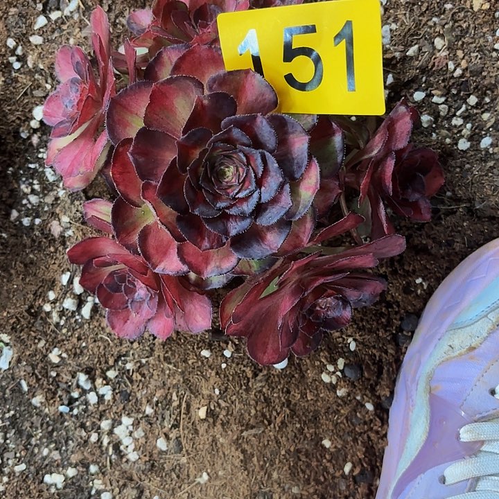 多肉植物海王七彩151