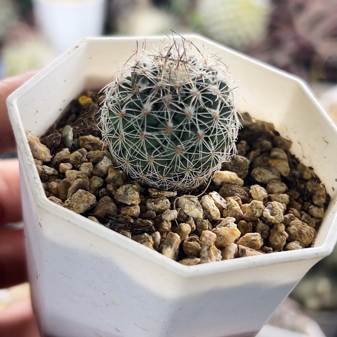 色镜实生仙人球66666666