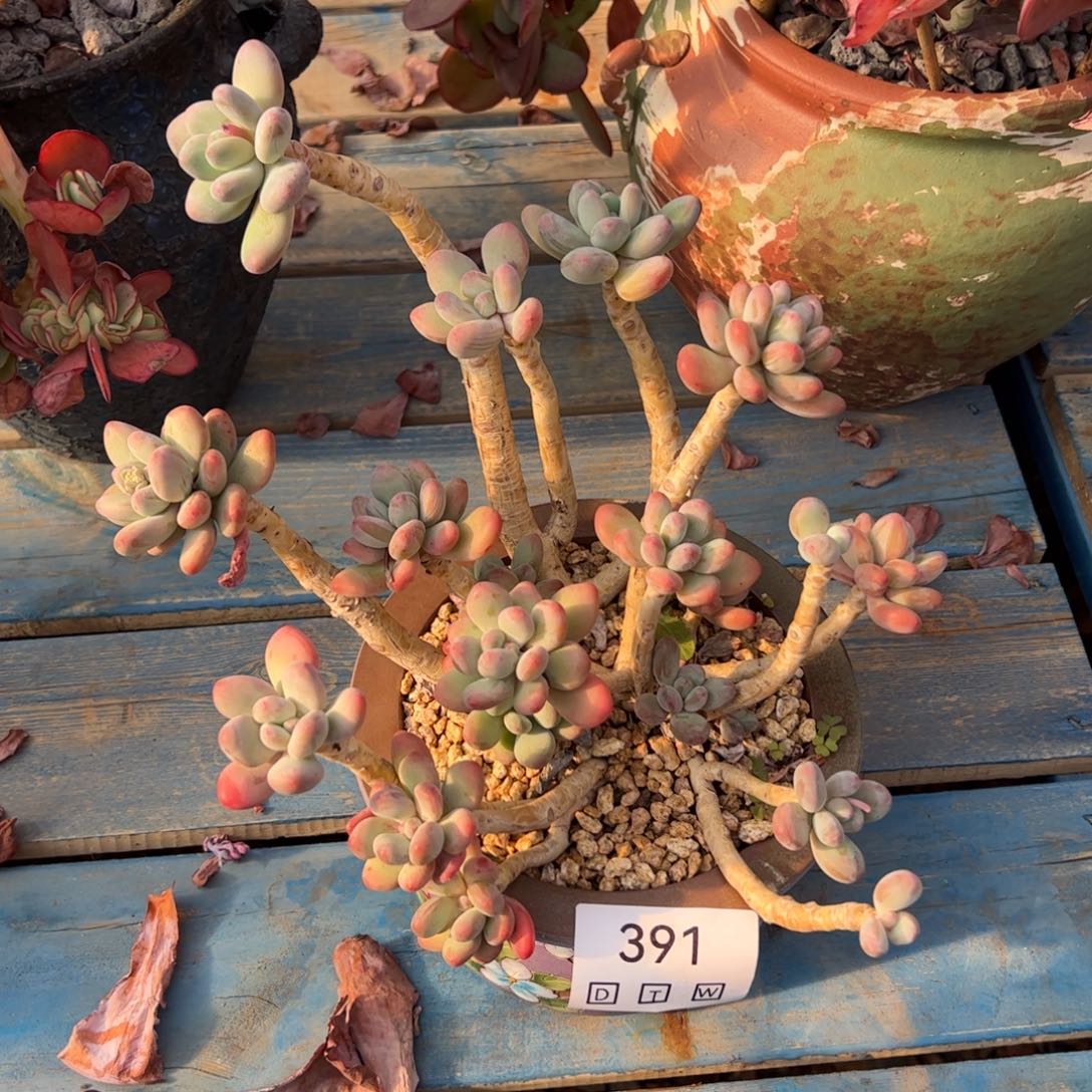 391多肉植物纤维维生素