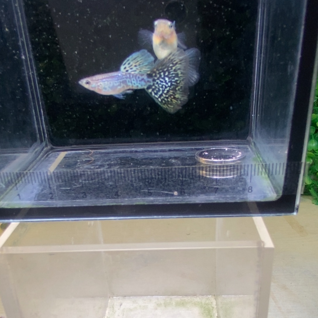 孔雀鱼搭背蛇王一对