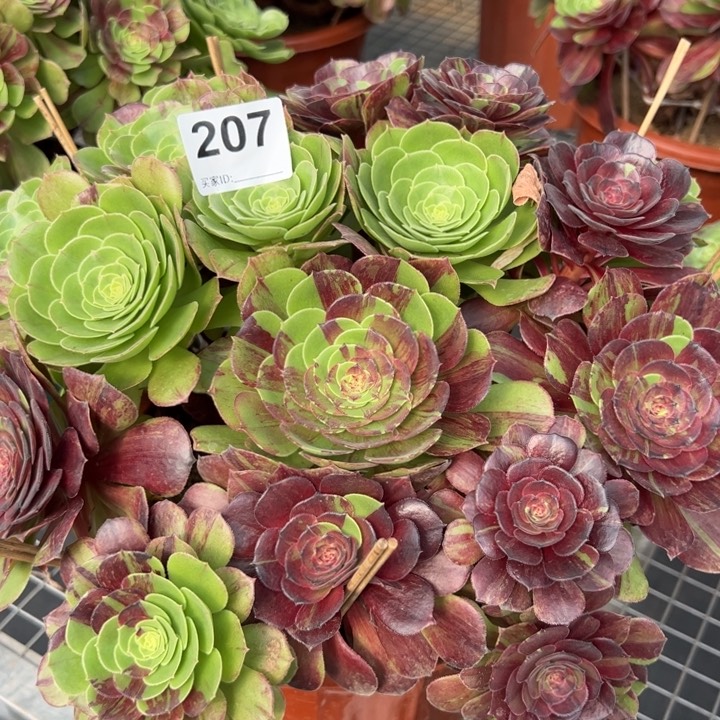 207花月夜35厘米左右