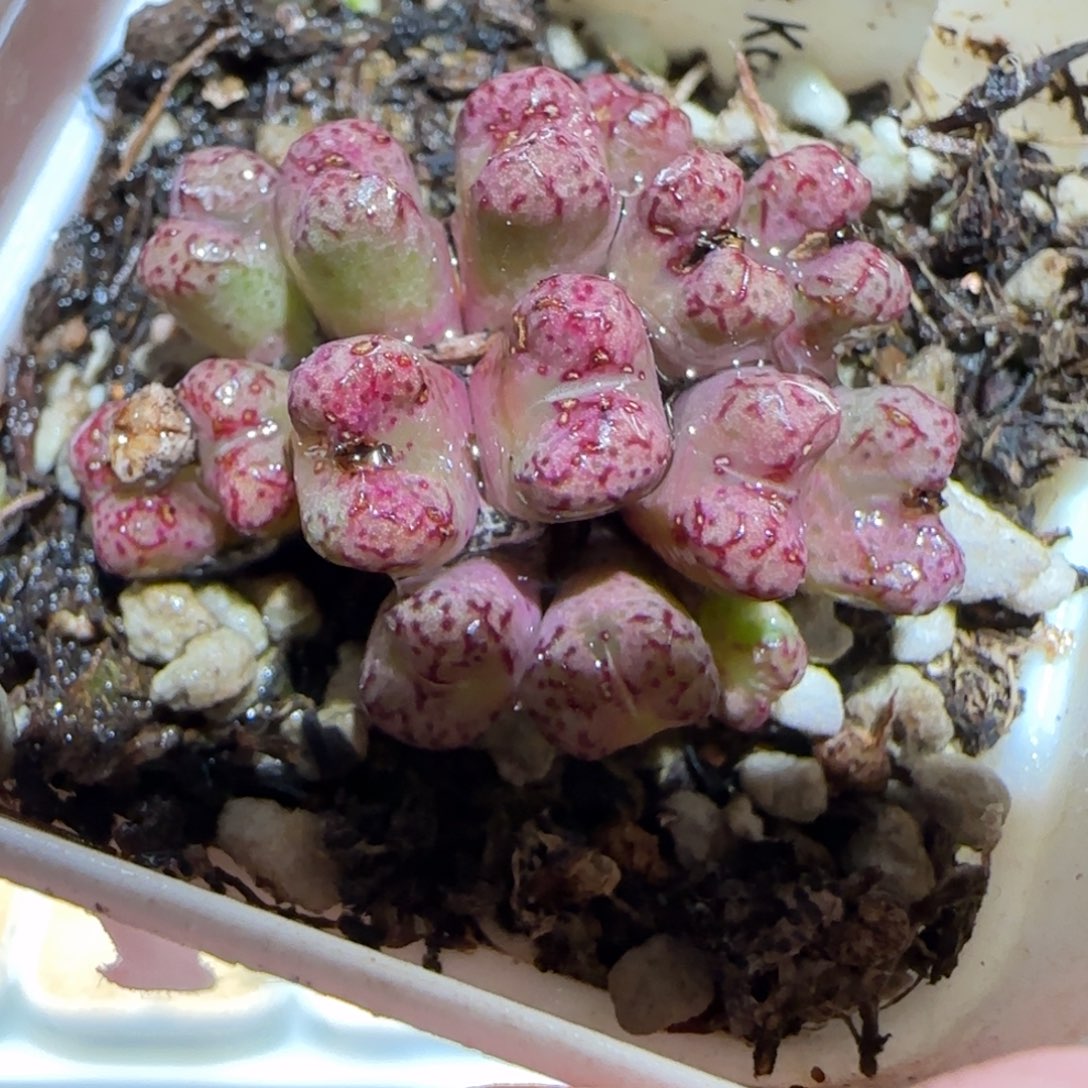 肉锥多肉植物百科-小飞201