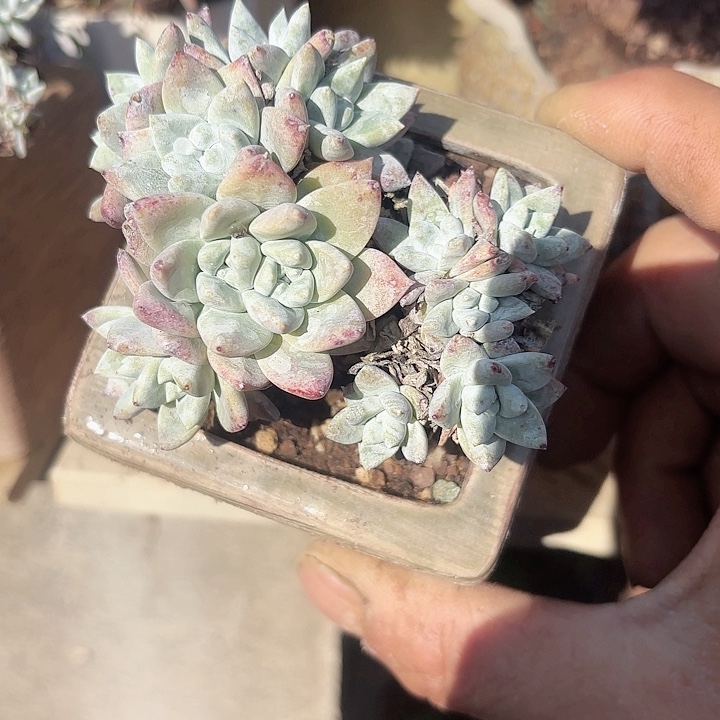 小***儿仙女杯多肉植物