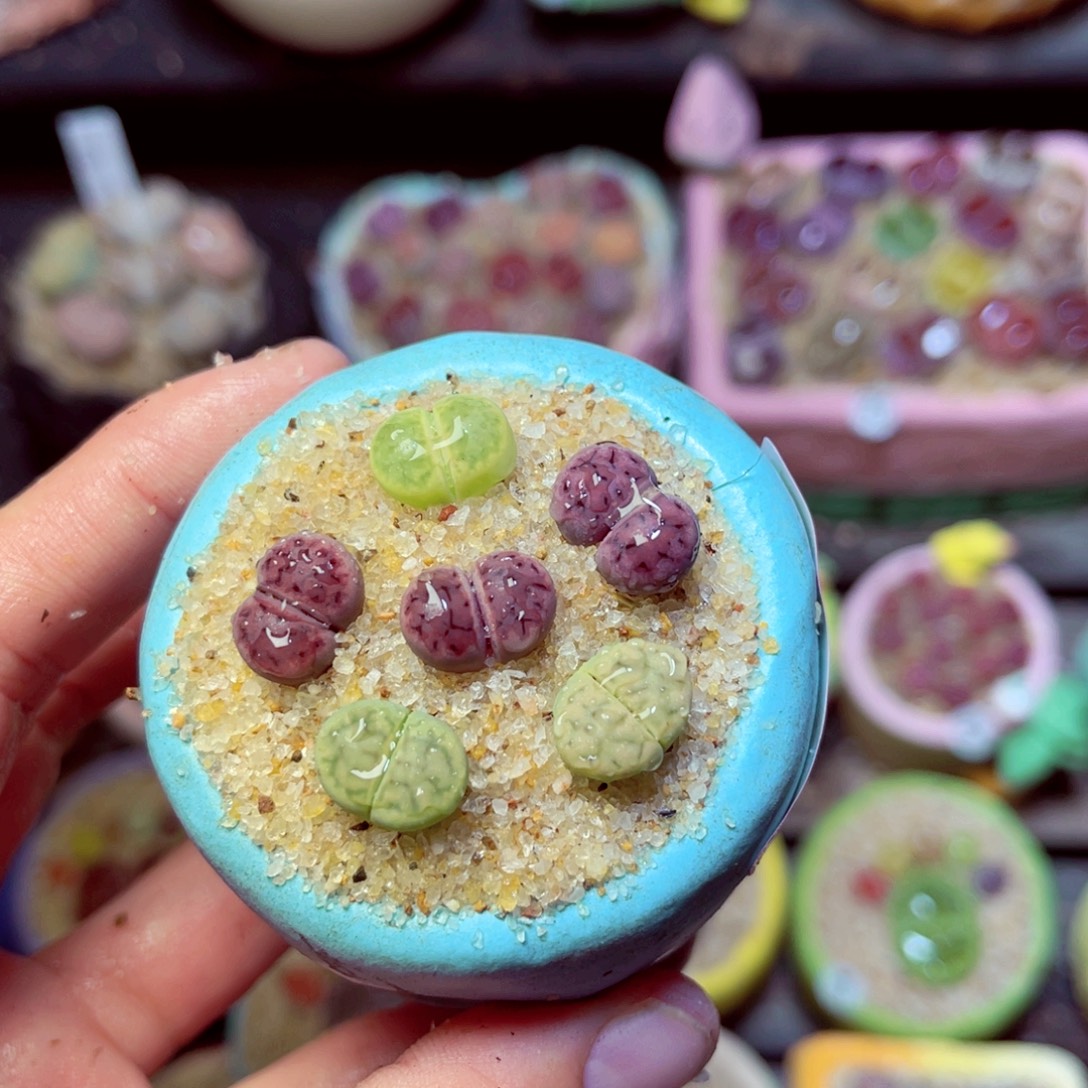 315生石花带盆发1