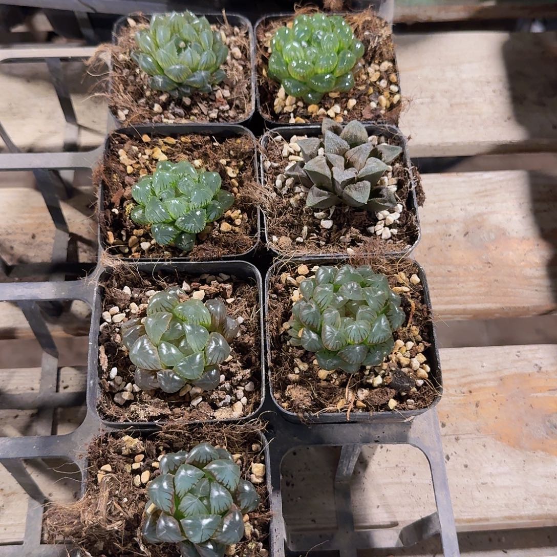 直播福利一物一拍401