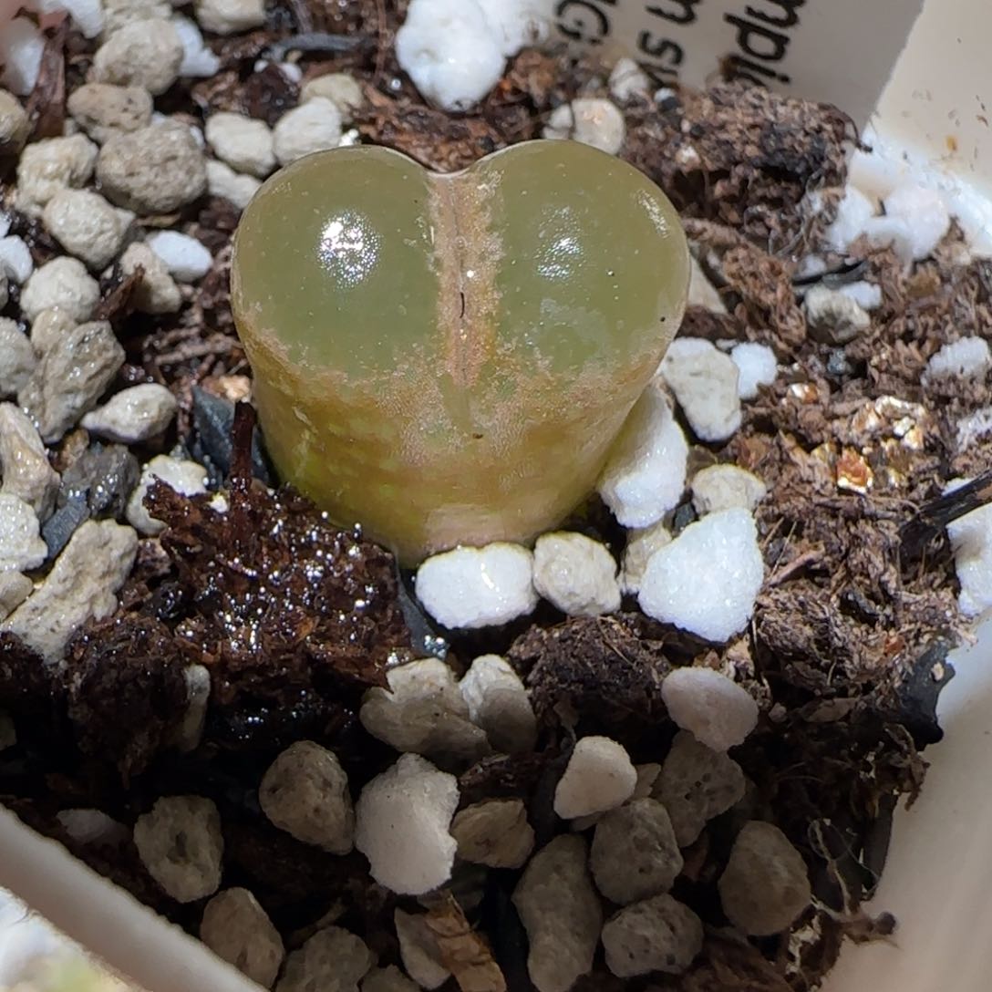 肉锥多肉植物百科-1453.75风铃1732