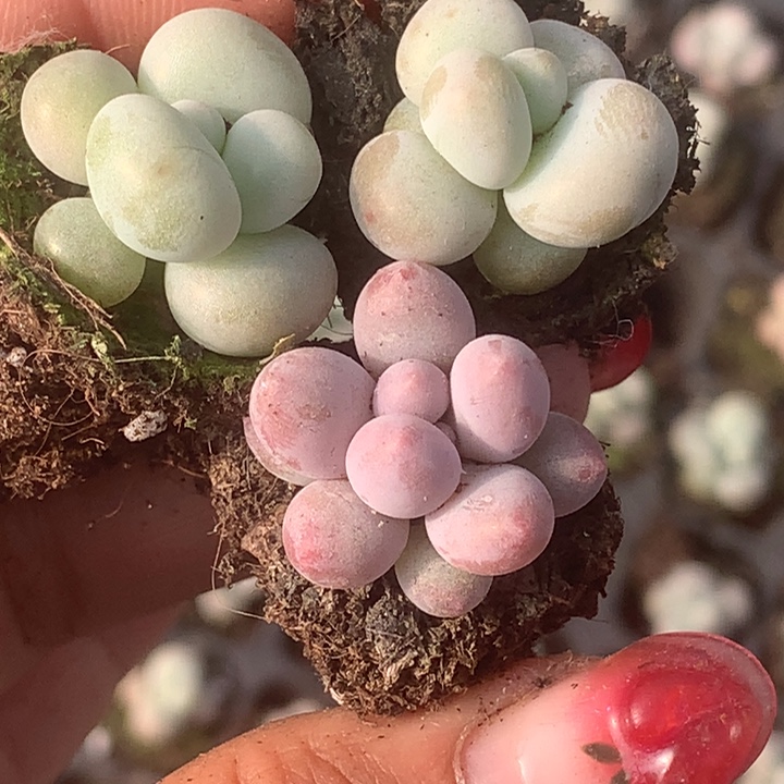 蛋黄7颗。 包邮。多肉