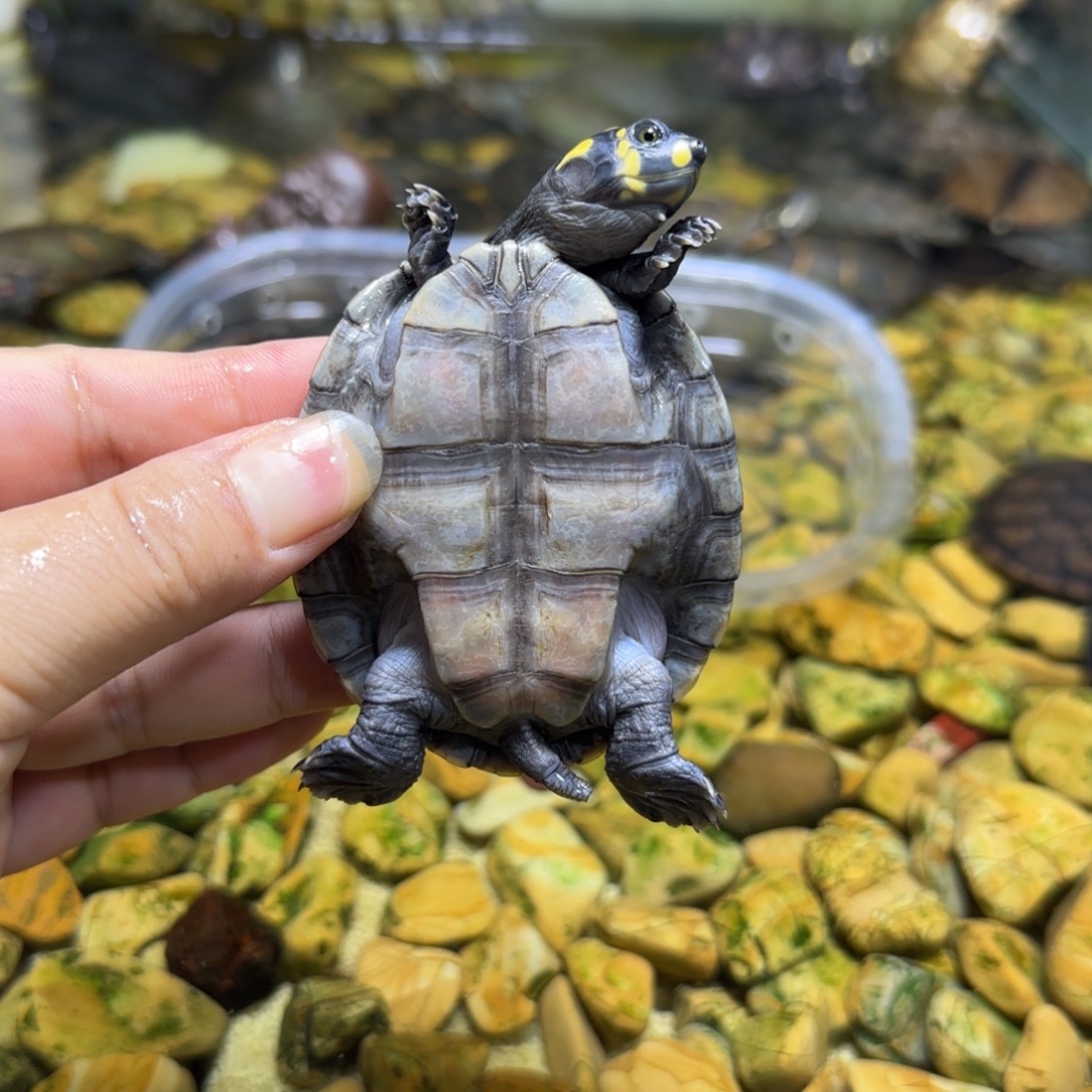 母绿毛龟黄头龟深水