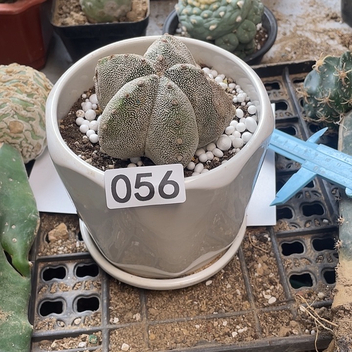 仙人球的56球草球