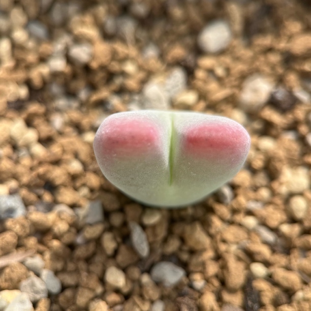 肉锥杂交少将杂多肉植物包邮