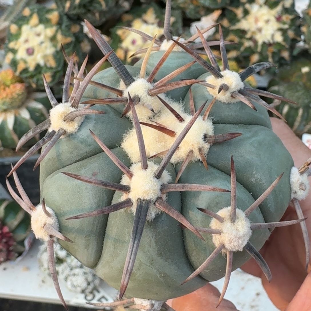 【闪购商品】粗刺雷帝796