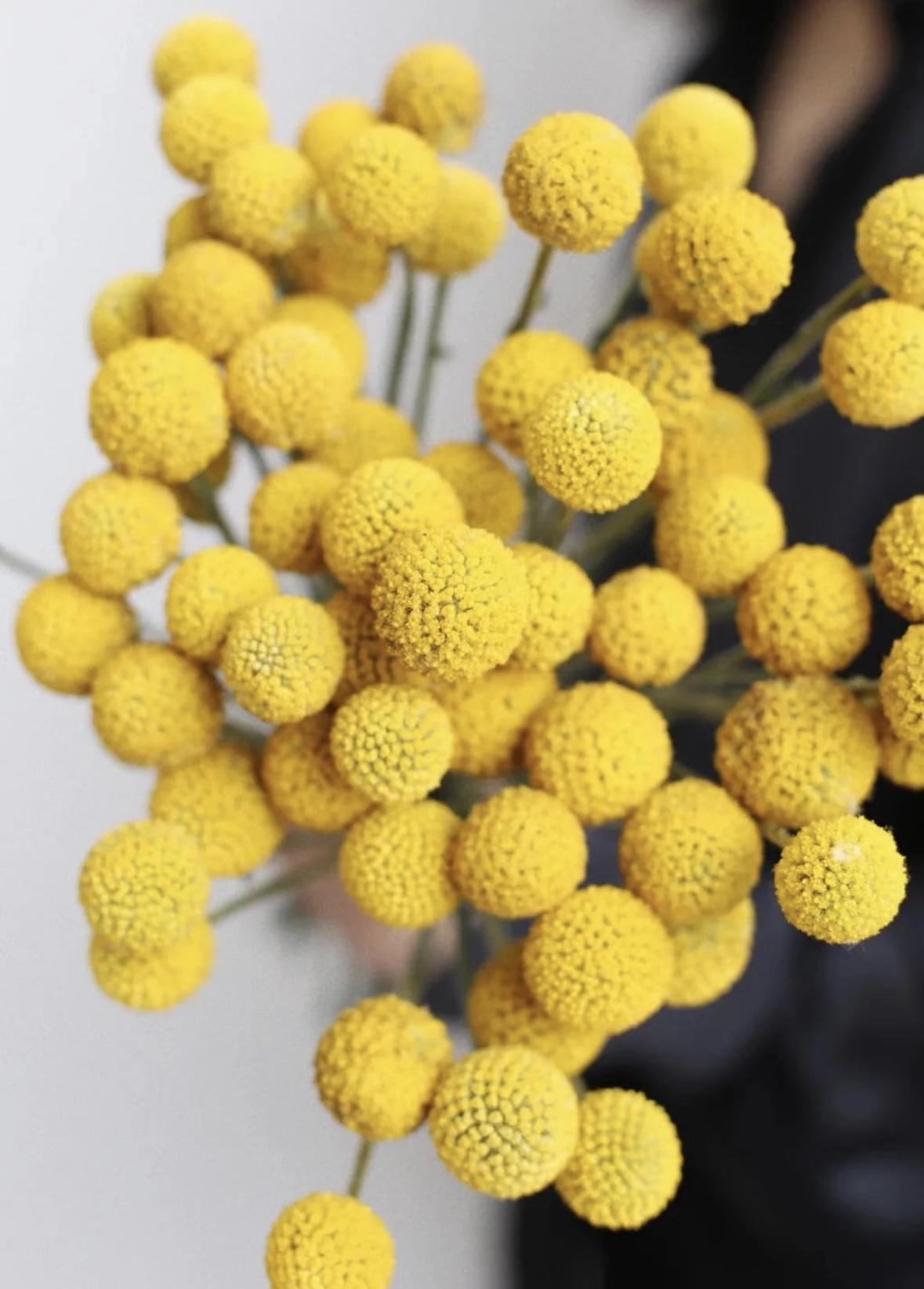 【黄金球】云南鲜花黄金球真花可做干花永生黄金球花材